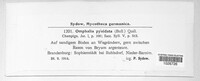 Omphalina pyxidata image